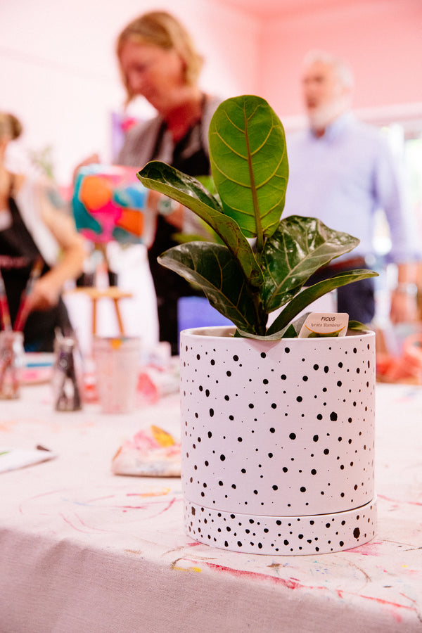 Plants, Pots & Bubbles - Home Studio Experience