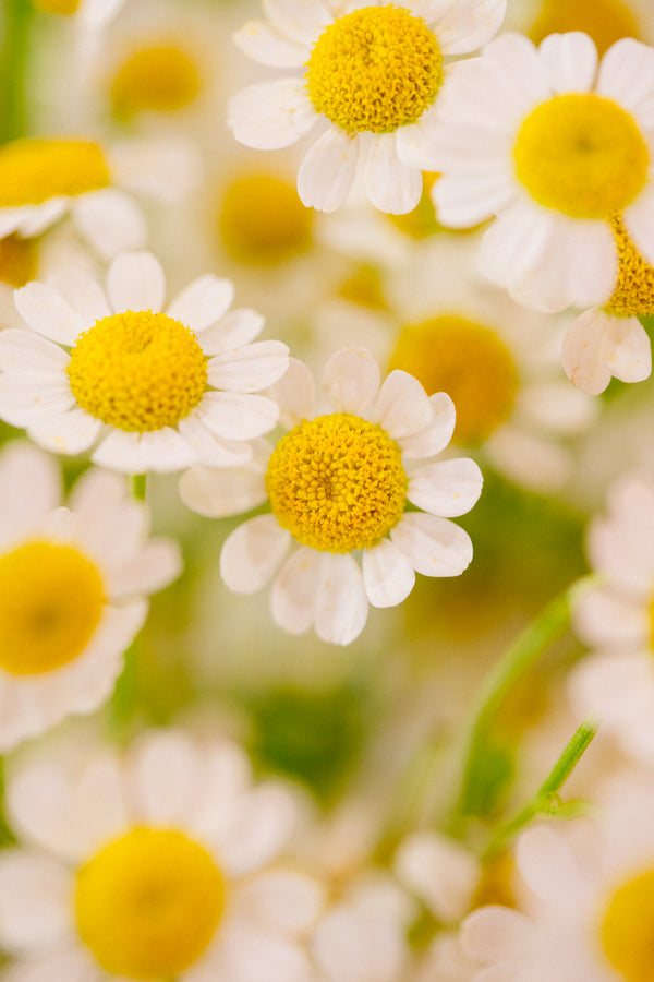 Easter Vases, Daisies & Buns Workshop